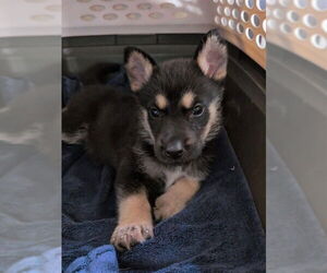 German Shepherd Dog Dogs for adoption in San Bernardino, CA, USA