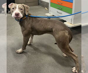 American Bulldog Dogs for adoption in Forestville, MD, USA