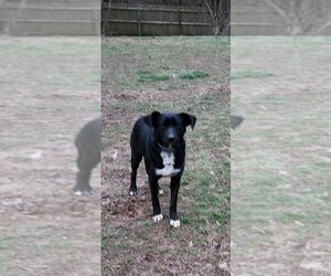 Retriever -Unknown Mix Dogs for adoption in Aurora, IN, USA