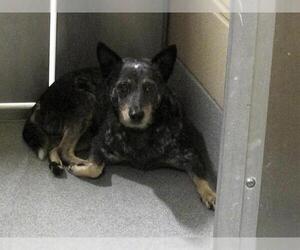 Mutt Dogs for adoption in Orange, CA, USA