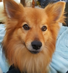 Pomeranian Dogs for adoption in Cary, NC, USA