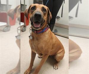 Black Mouth Cur Dogs for adoption in Bakersfield, CA, USA