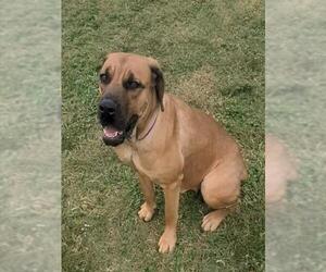 Boxer-Rhodesian Ridgeback Mix Dogs for adoption in Plano, TX, USA