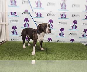 American Pit Bull Terrier Dogs for adoption in Orlando, FL, USA