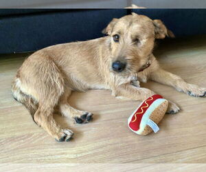 Border Terrier-Norfolk Terrier Mix Dogs for adoption in San Diego, CA, USA