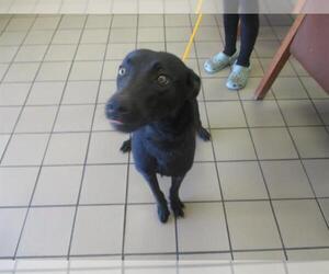 Labrador Retriever Dogs for adoption in Ocala, FL, USA