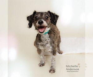 Poodle (Miniature)-Unknown Mix Dogs for adoption in Corona, CA, USA