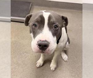 Mutt Dogs for adoption in HESPERIA, CA, USA