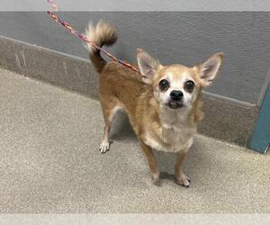 Chihuahua-Unknown Mix Dogs for adoption in Las Vegas, NV, USA