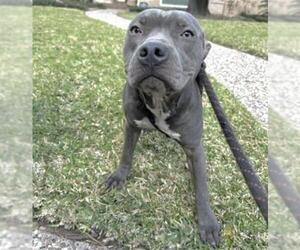 Mutt Dogs for adoption in Houston, TX, USA
