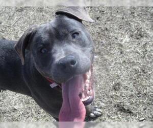 American Pit Bull Terrier-Unknown Mix Dogs for adoption in Newton, KS, USA