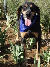 Medium Photo #1 Bluetick Coonhound Puppy For Sale in Apple Valley, CA, USA