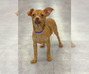 Chihuahua-Unknown Mix Dogs for adoption in PIPE CREEK, TX, USA