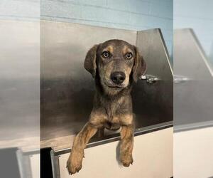 Unknown-Weimaraner Mix Dogs for adoption in Stockton, CA, USA