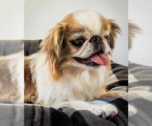 Japanese Chin Dogs for adoption in Phelan, CA, USA