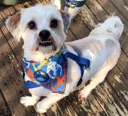 Lhasa Apso Dogs for adoption in Bronx, NY, USA
