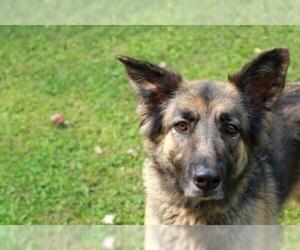 German Shepherd Dog-Unknown Mix Dogs for adoption in Mankato, MN, USA
