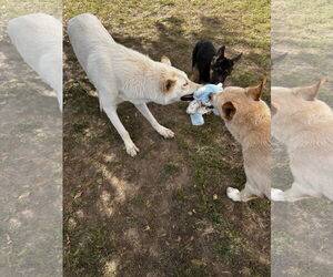 German Shepherd Dog-Great Pyrenees Mix Dogs for adoption in Kankakee, IL, USA