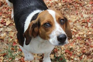 Beagle Dogs for adoption in Tonawanda , NY, USA