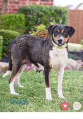 Australian Shepherd-Unknown Mix Dogs for adoption in mesquite, TX, USA