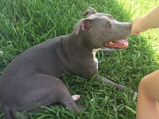 American Pit Bull Terrier Dogs for adoption in Key Largo, FL, USA