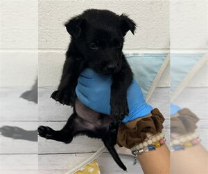 Border Collie-Unknown Mix Dogs for adoption in San Bernardino, CA, USA