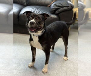 Mutt Dogs for adoption in Spring Lake, NJ, USA