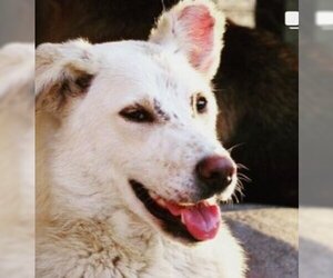 Maremma Sheepdog-Unknown Mix Dogs for adoption in LANGLEY, British Columbia, Canada