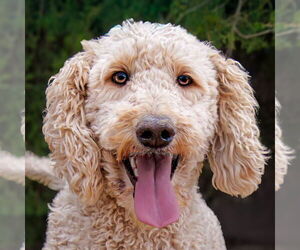Golden Retriever Dogs for adoption in Albuquerque, NM, USA