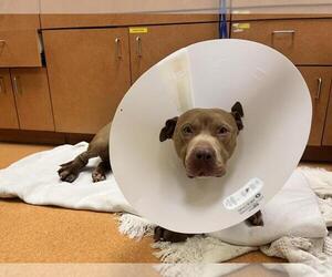 American Pit Bull Terrier Dogs for adoption in Martinez, CA, USA