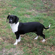 Doxle Dogs for adoption in Waco, TX, USA