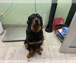 Rottweiler-Unknown Mix Dogs for adoption in Grand Prairie, TX, USA