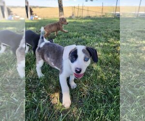 Sheprador Dogs for adoption in Omaha, NE, USA