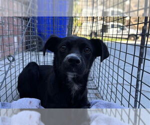 Medium Photo #2 Chihuahua-Unknown Mix Puppy For Sale in Rancho Cucamonga, CA, USA