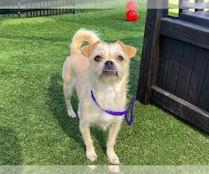 Cairn Terrier-Unknown Mix Dogs for adoption in Orange, CA, USA