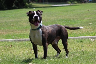 Bulloxer Dogs for adoption in Virginia Beach, VA, USA