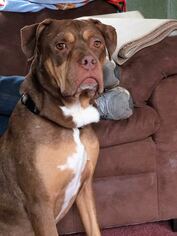 Medium Photo #1 Boxer-Mastiff Mix Puppy For Sale in Kansas City, MO, USA
