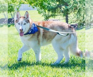 Siberian Husky Dogs for adoption in Omaha, NE, USA