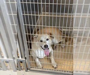 Labrador Retriever-Unknown Mix Dogs for adoption in Grand Prairie, TX, USA