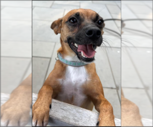 Chihuahua-Unknown Mix Dogs for adoption in Cranston, RI, USA