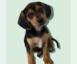 Chiweenie Dogs for adoption in Rockville, MD, USA