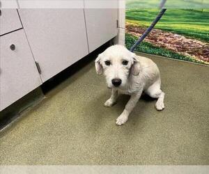 Mutt Dogs for adoption in Moreno Valley, CA, USA
