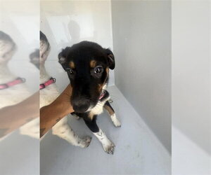Labrador Retriever Dogs for adoption in Houston, TX, USA