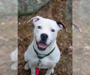American Pit Bull Terrier-Bulldog Mix Dogs for adoption in Salem, MA, USA