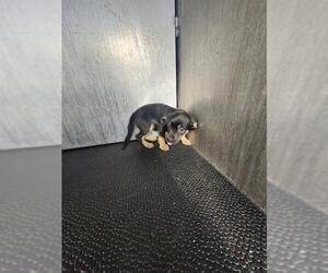 Chihuahua-Unknown Mix Dogs for adoption in San Antonio, TX, USA