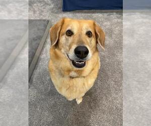 Labrador Retriever Dogs for adoption in Mankato, MN, USA