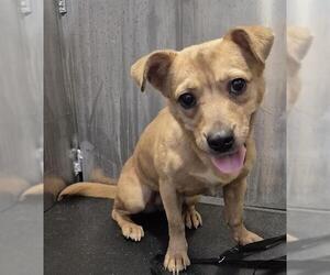 American Staffordshire Terrier-Unknown Mix Dogs for adoption in San Antonio, TX, USA