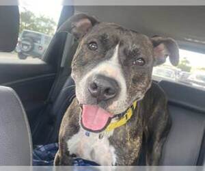 American Bulldog-Unknown Mix Dogs for adoption in Miami, FL, USA