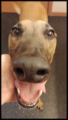 Greyhound Dogs for adoption in Geneva, OH, USA