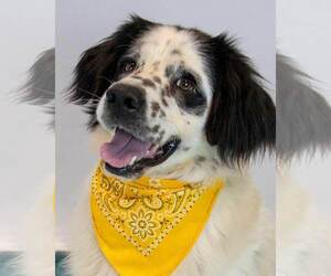 Basset Hound-Colonial Cocker Spaniel Mix Dogs for adoption in Kennesaw, GA, USA